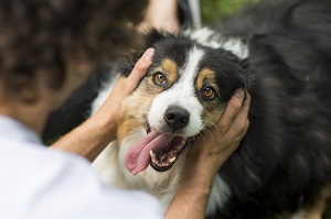 person petting dog